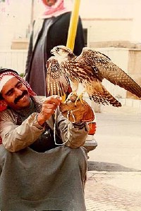 falcons.jpg