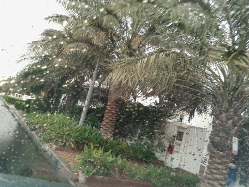 rainq8.JPG rainq8.JPG